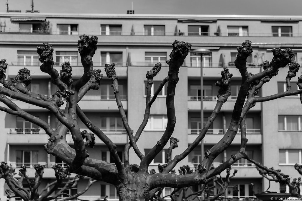 The Hydra of Berlin