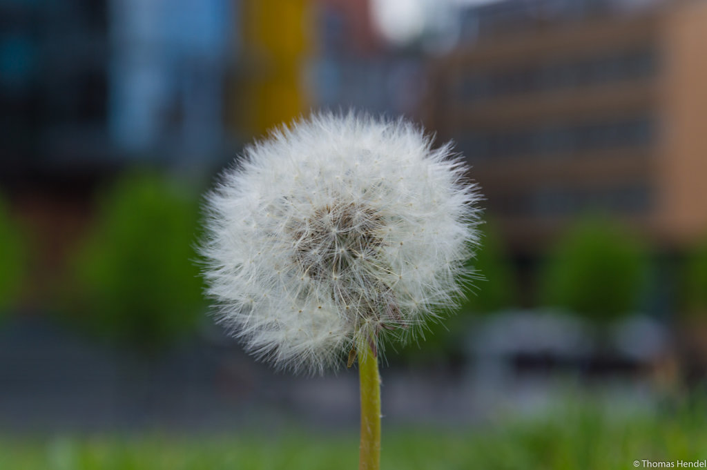 Dandelion