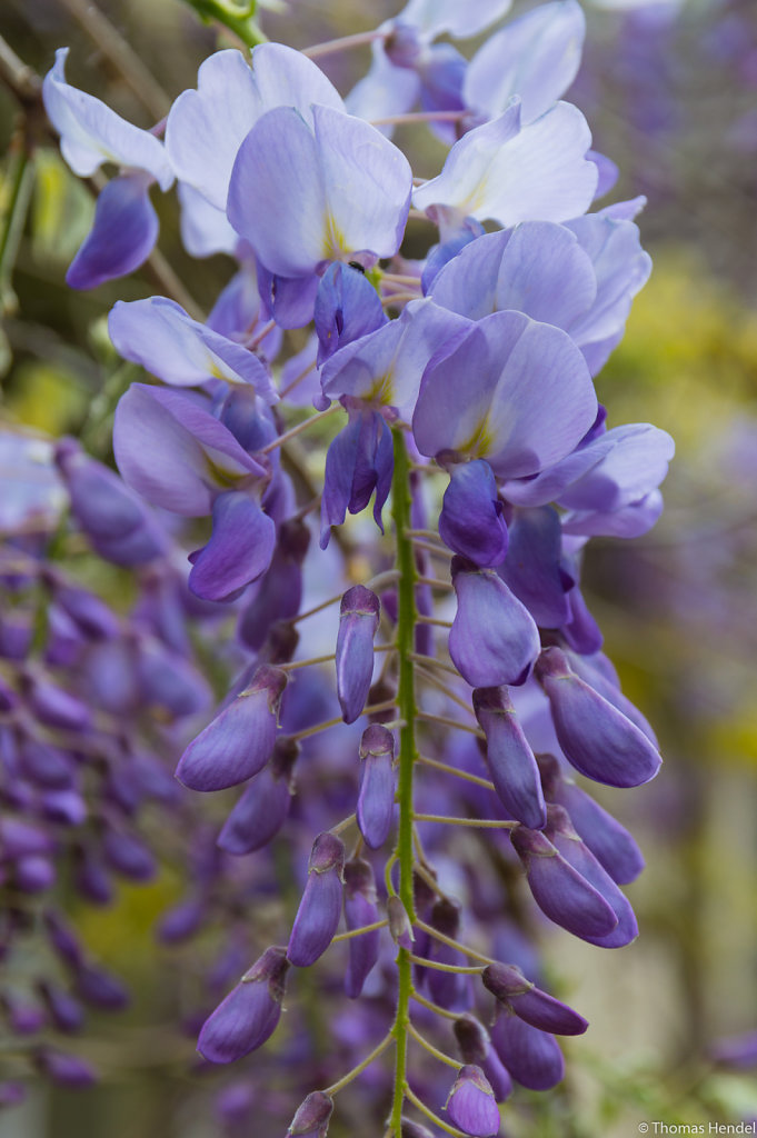 Wisteria