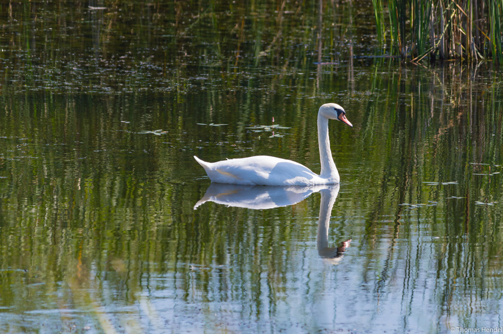 Swansee.