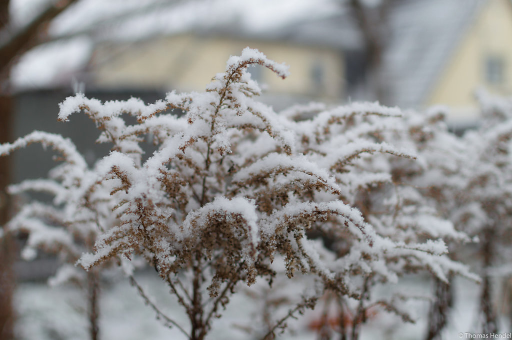 Frosty sugar.