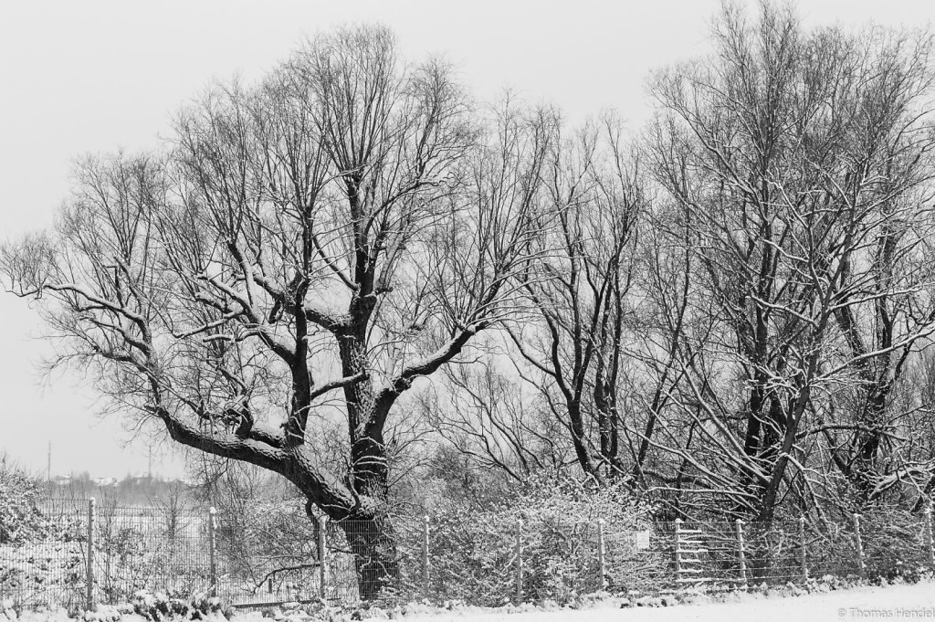 Winter trees.