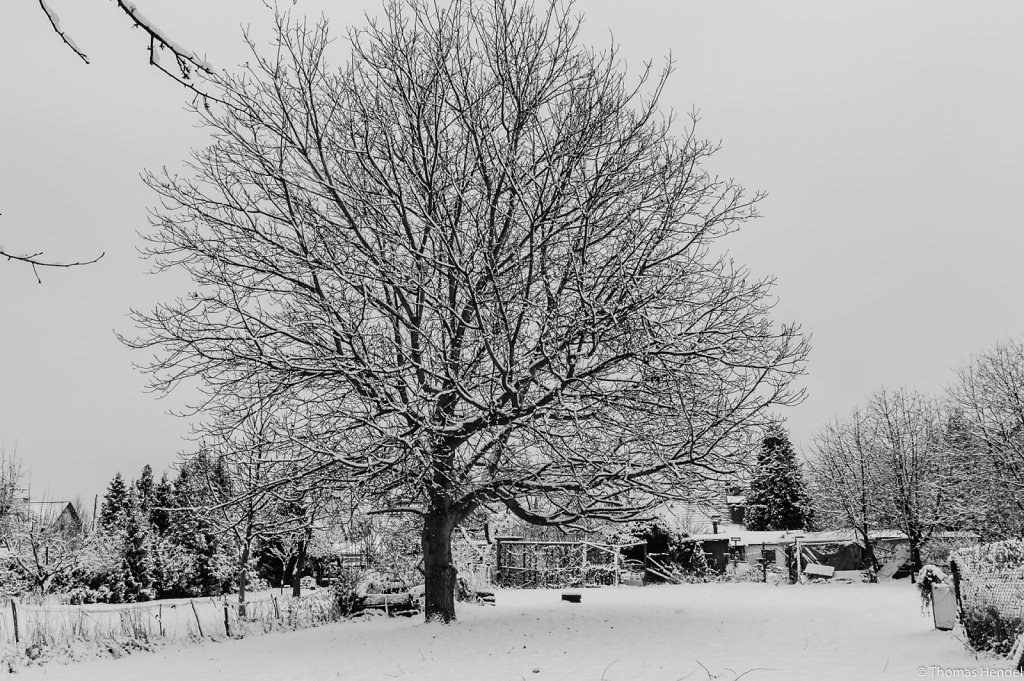 Winter trees.