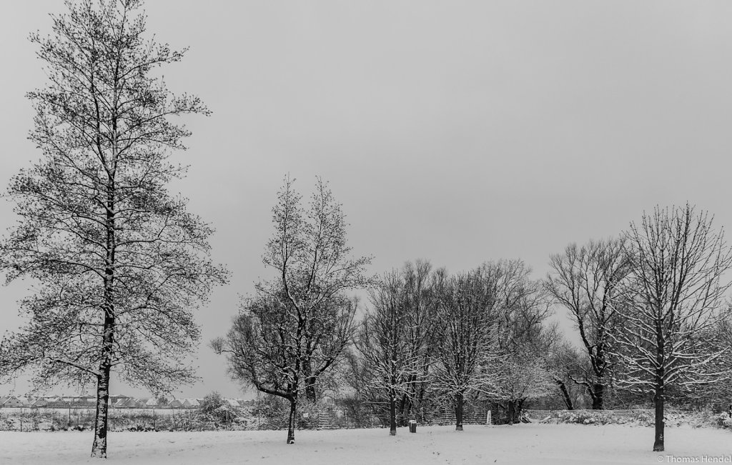 Winter trees.