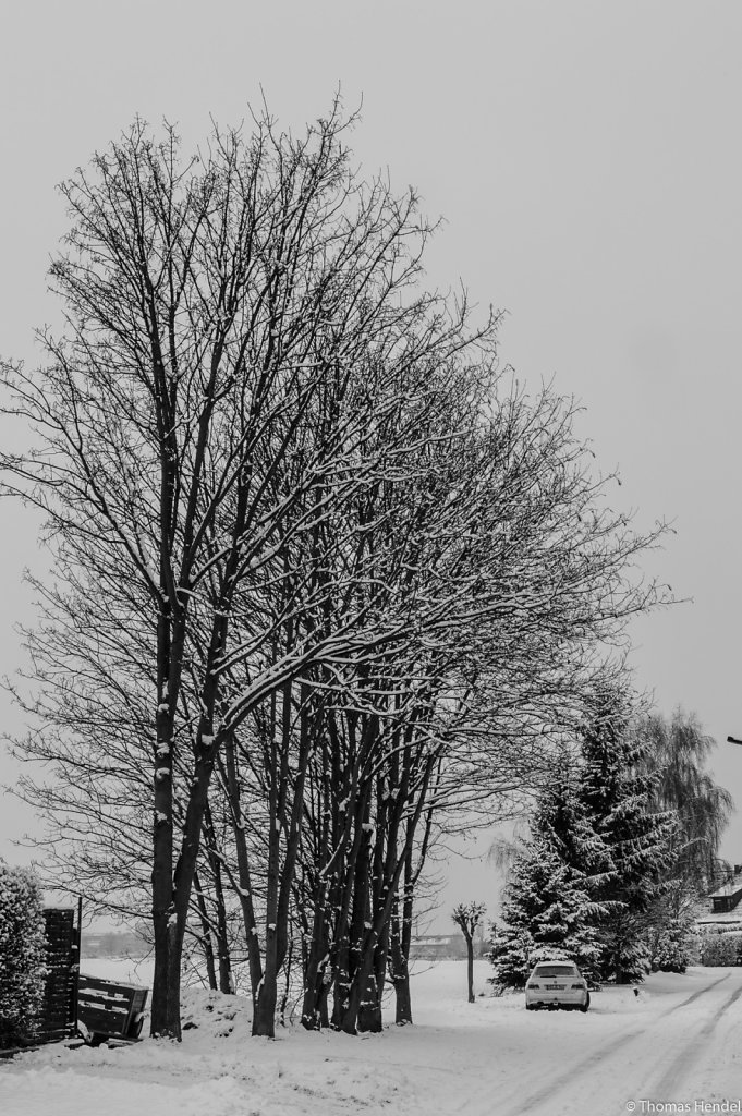 Winter trees.