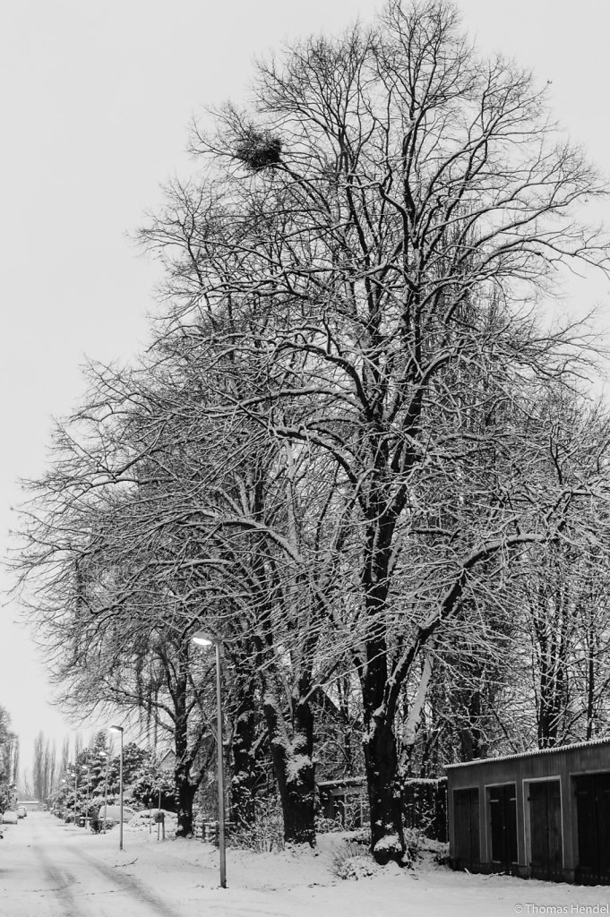 Winter trees.