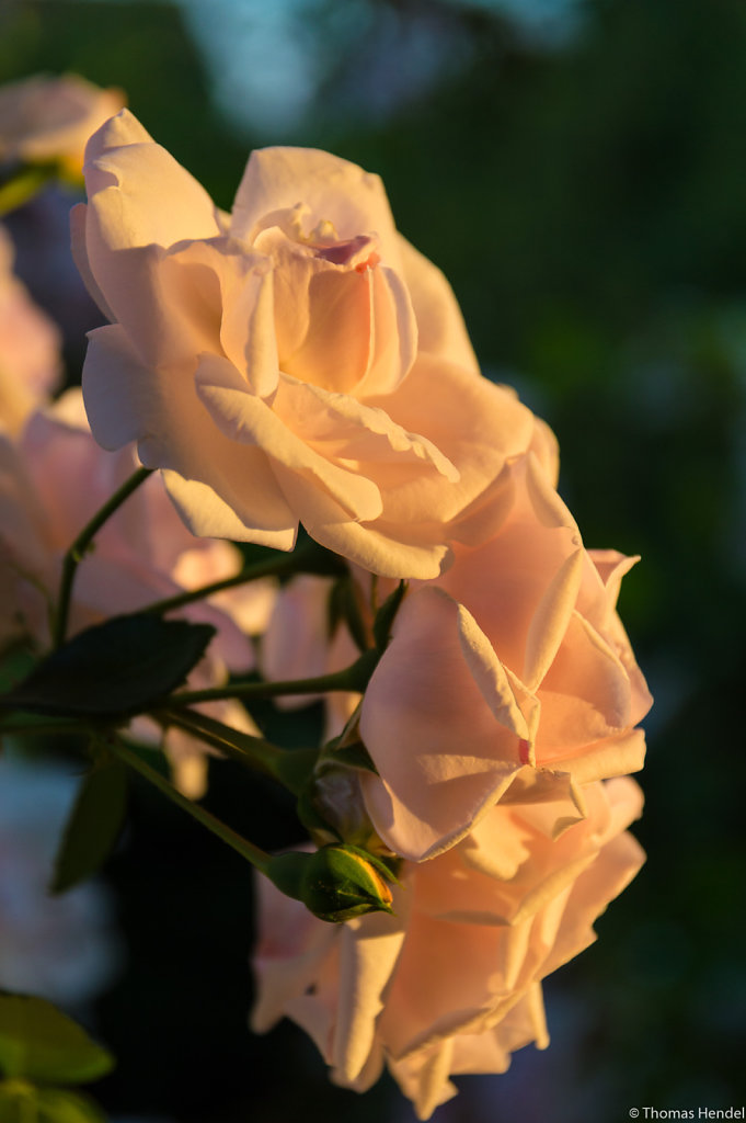 Glowing roses.