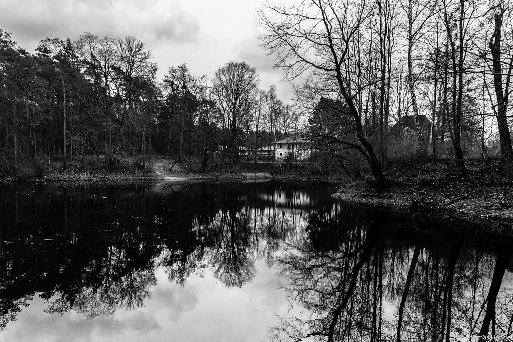 Winter trees