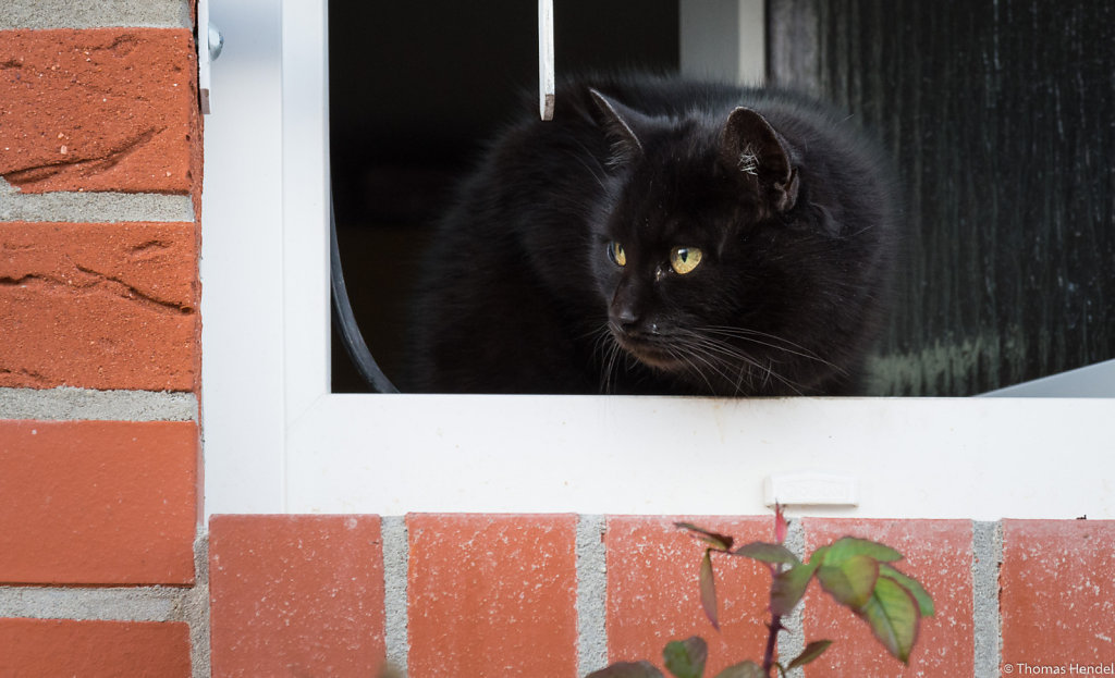 Black cat is watching you!