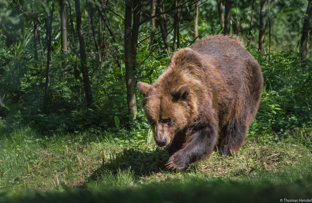 Susi, the bear.