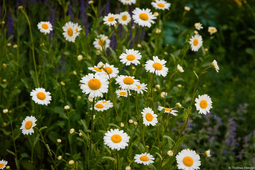 Daisies.