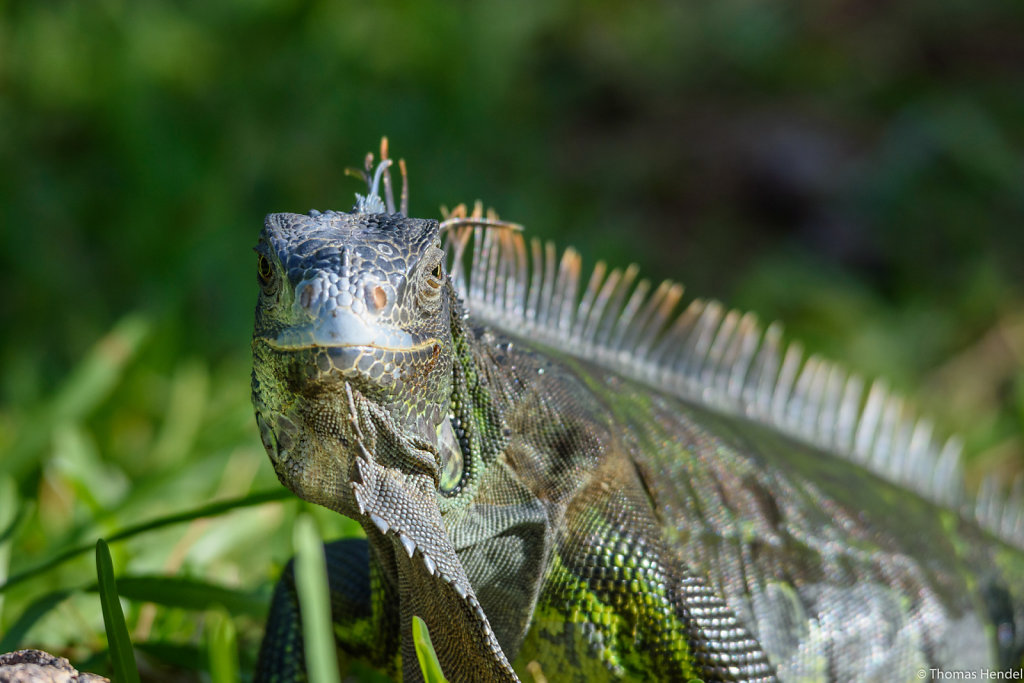 Lizards of Key Largo