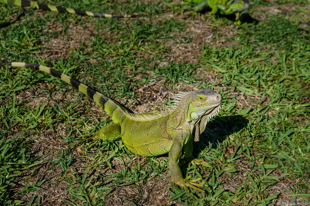 Sunbathing.