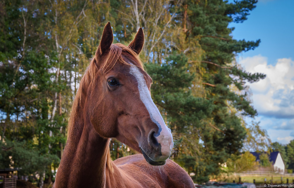 Horses