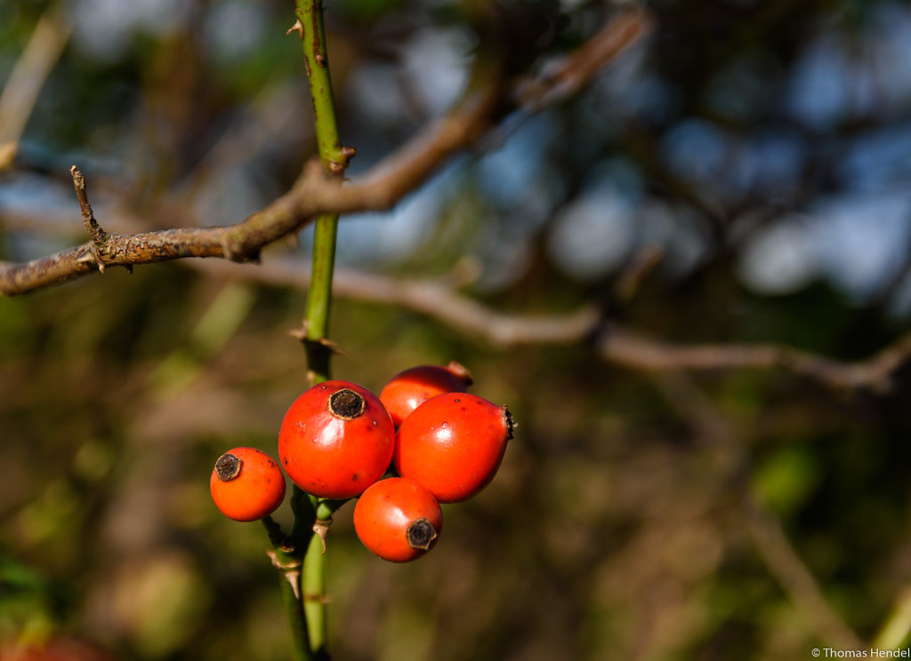 Rosehips.