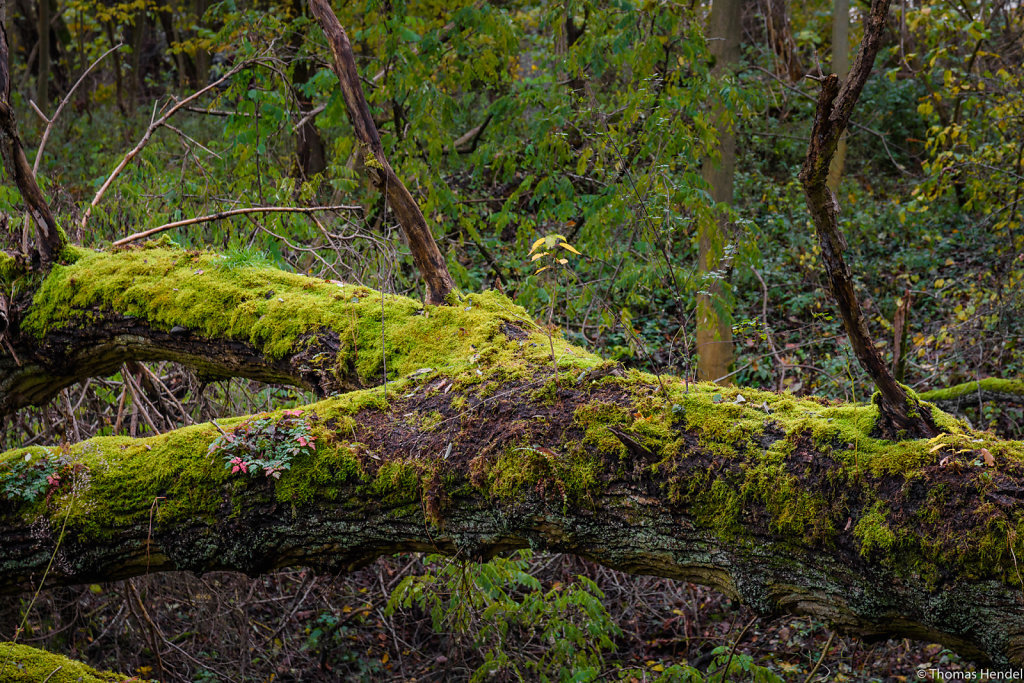 Mossy Fork.