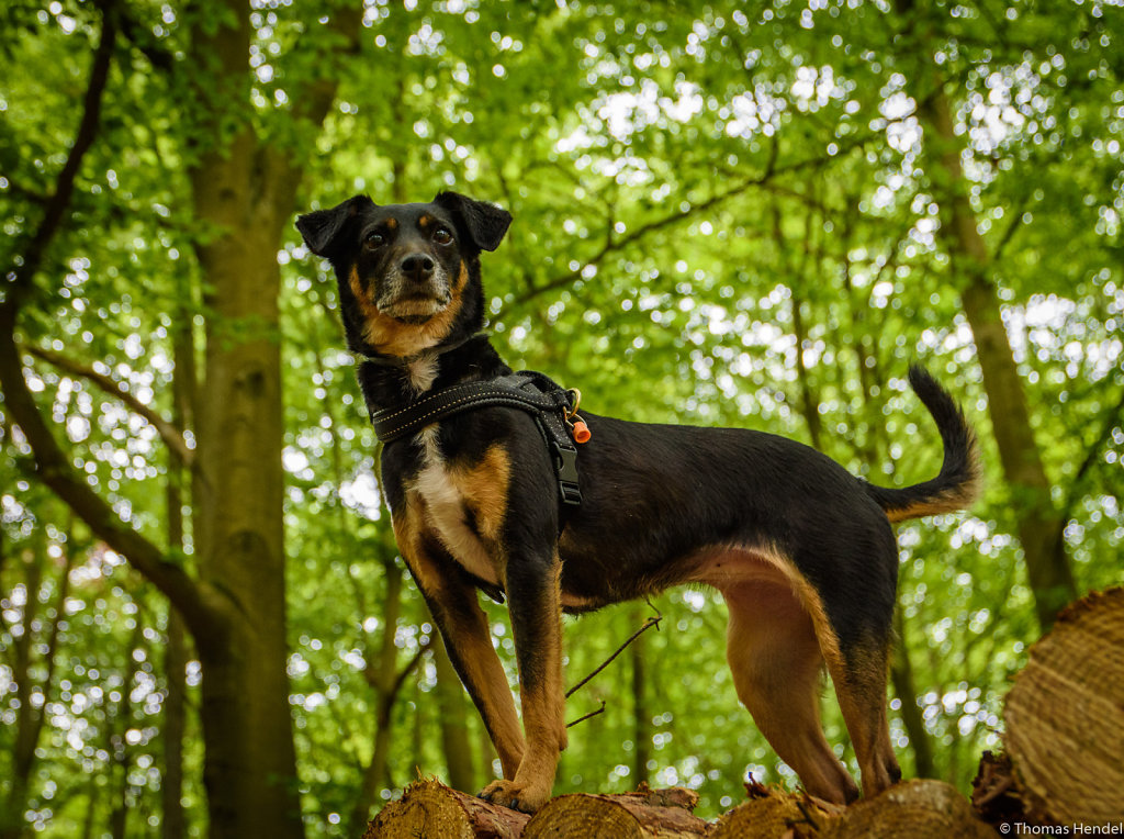 The Cache Dog.