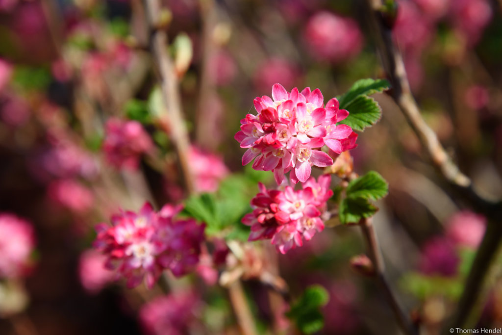 Pretty in Pink.