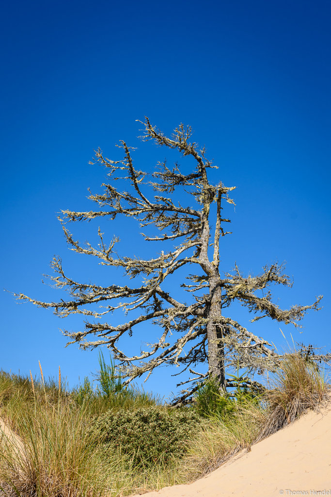 Gnarled.