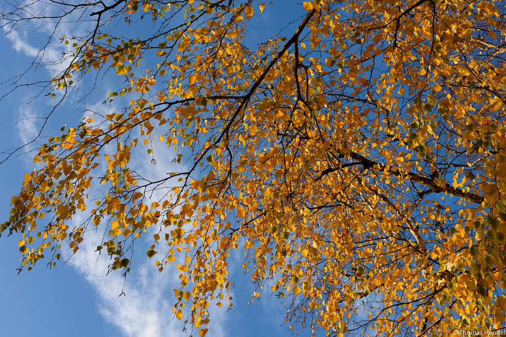 An Autumn Walk