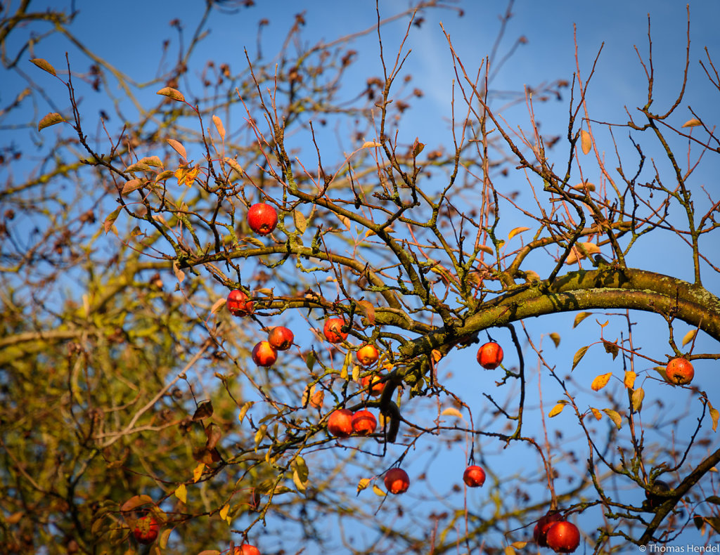 Last Apples.