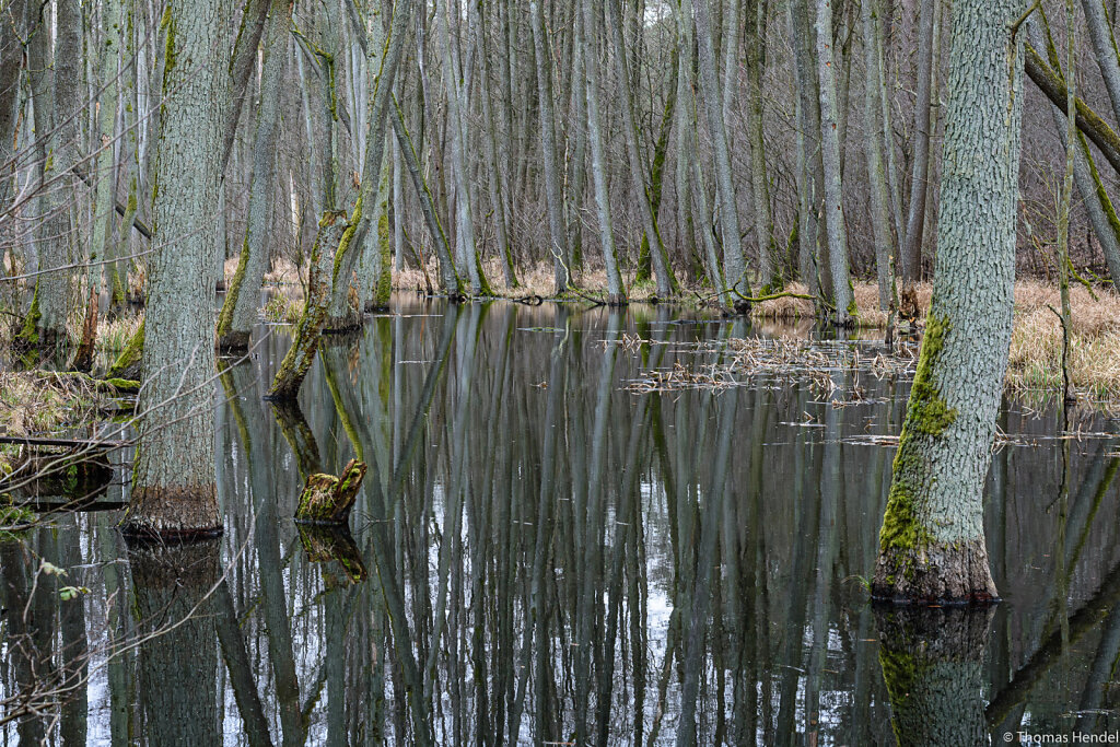 In the Moor.