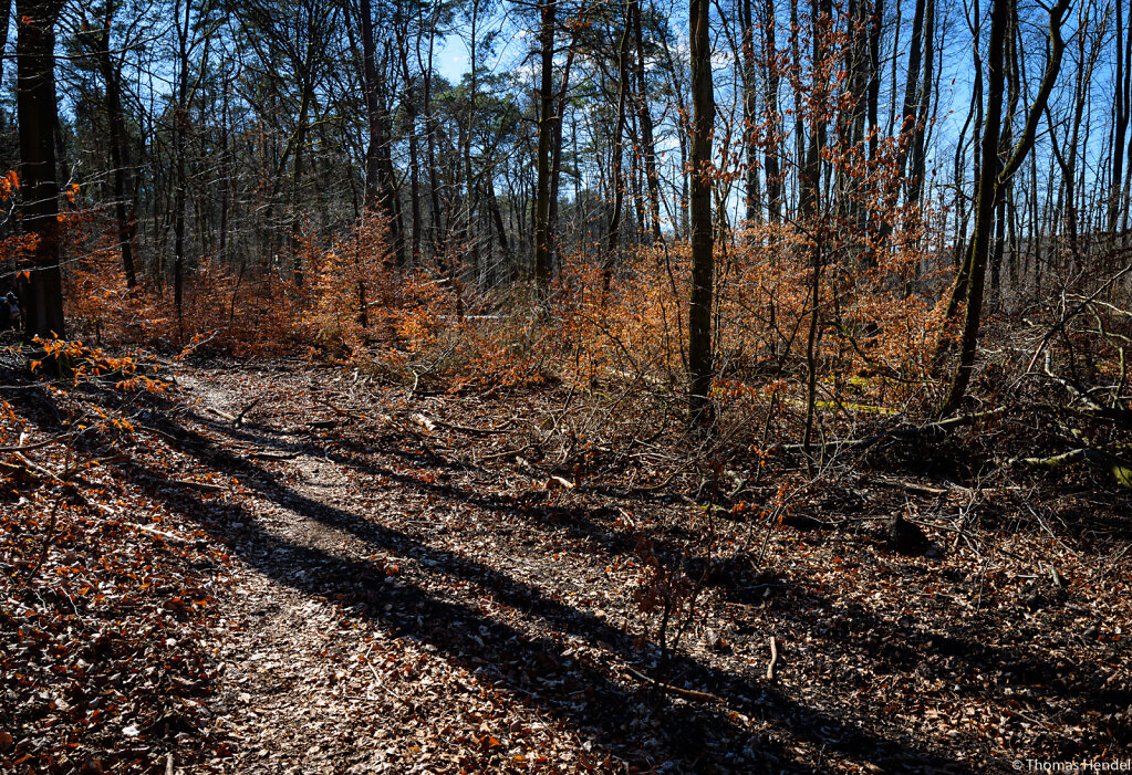 Brandenburg Jungle.