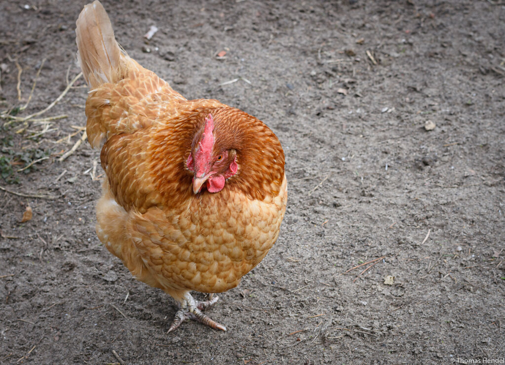 Happy Chicken.