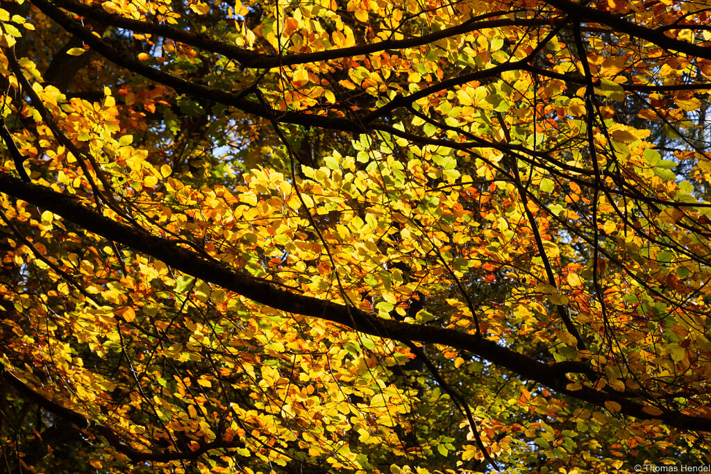 Shining Leafs.