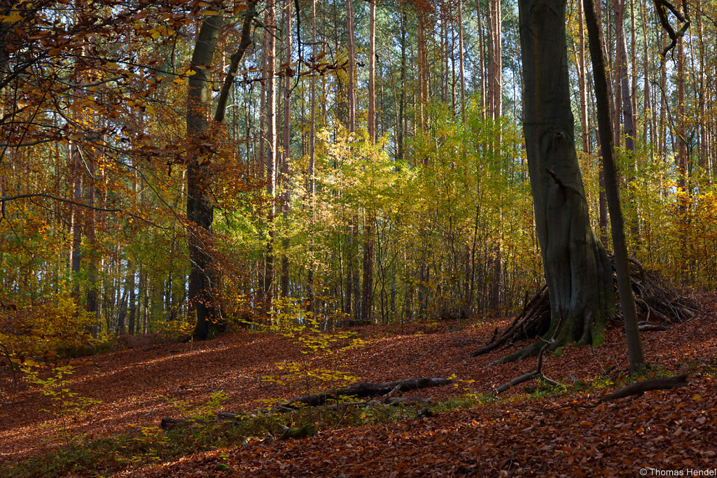 Autumn Vibes.